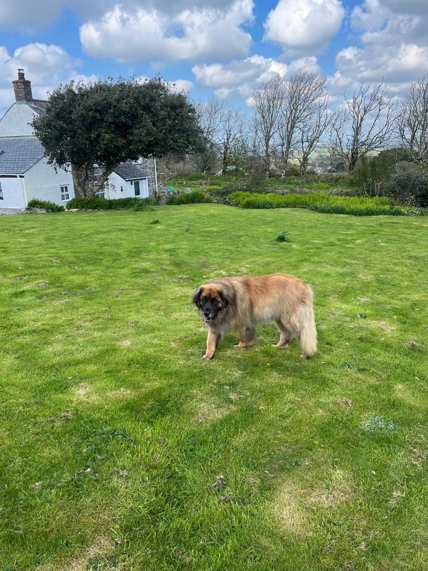 Kitts Cottage, Redruth, Cosy Cornish Retreat רדרות' מראה חיצוני תמונה